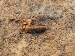 Ctenolepisma ciliatum