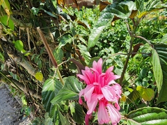 Justicia carnea
