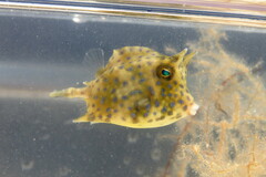 Acanthostracion quadricornis
