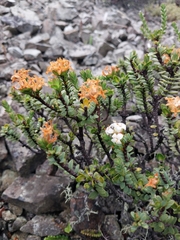Pimelea traversii