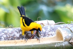 Icterus mesomelas