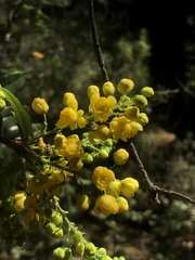 Berberis moranensis