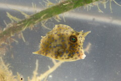 Acanthostracion quadricornis