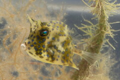 Acanthostracion quadricornis