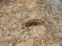 Ctenolepisma ciliatum