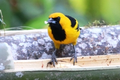 Icterus mesomelas