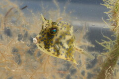 Acanthostracion quadricornis