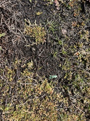 Selaginella cinerascens