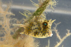 Acanthostracion quadricornis