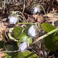 Hepatica