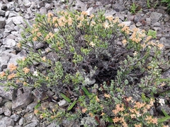 Pimelea traversii
