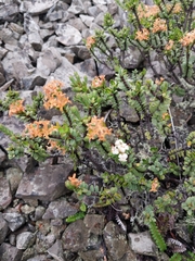 Pimelea traversii