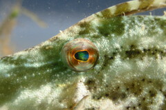 Monacanthus ciliatus