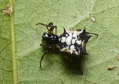 Micrathena picta