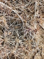 Micropuntia pulchella