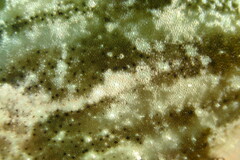 Monacanthus ciliatus