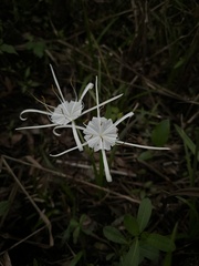 Hymenocallis palmeri