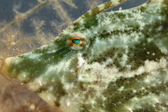 Monacanthus ciliatus