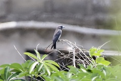 Artamus leucorynchus