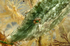 Monacanthus ciliatus