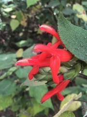 Salvia gesneriiflora