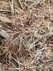 Micropuntia pulchella