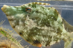 Monacanthus ciliatus