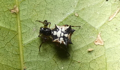 Micrathena picta
