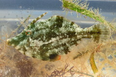 Monacanthus ciliatus