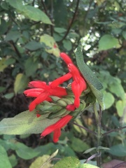 Salvia gesneriiflora