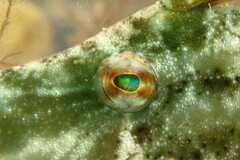 Monacanthus ciliatus