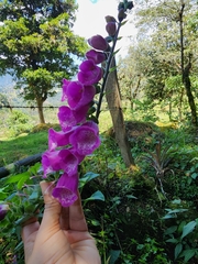 Digitalis purpurea
