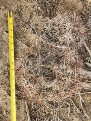 Micropuntia pulchella
