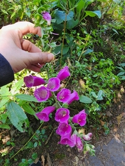 Digitalis purpurea