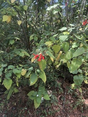 Salvia gesneriiflora