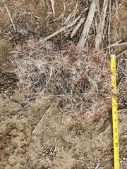 Micropuntia pulchella