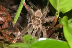 Tapinauchenius plumipes