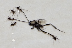 Evania appendigaster