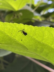 Leptoceletes basalis