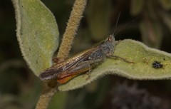 Chorthippus maritimus maritimus