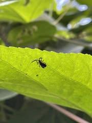 Leptoceletes basalis