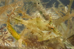 Monacanthus ciliatus