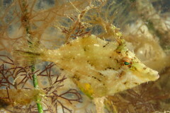 Monacanthus ciliatus