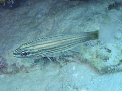 Cheilodipterus artus