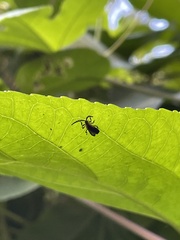 Leptoceletes basalis