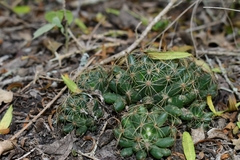 Mammillaria sphaerica