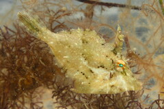 Monacanthus ciliatus