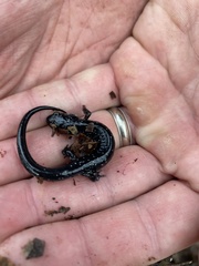 Plethodon chattahoochee