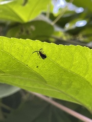 Leptoceletes basalis