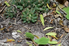 Mammillaria sphaerica